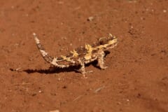 赤い砂の上を歩く、全身にトゲのある黄色と茶色のトカゲ