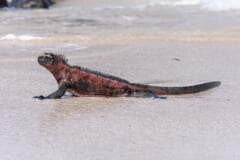 砂浜の上で頭を上げる、赤と黒の体に背中のとげがあるイグアナ