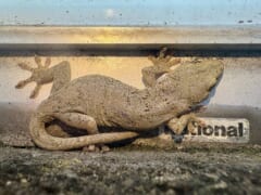 明かりの下の透明なカバーの裏に、おなかと指の裏を見せて張りつくヤモリ
