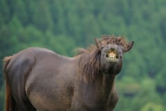 緑の森を背に、灰色がかった茶色のウマが顔を上に向け、上くちびるをめくって歯と歯ぐきをむき出しにしている