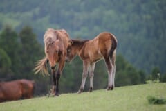 草の斜面で、明るい茶色の母ウマと、細い脚の子ウマが顔を寄せ合っている。後ろには森が広がっている