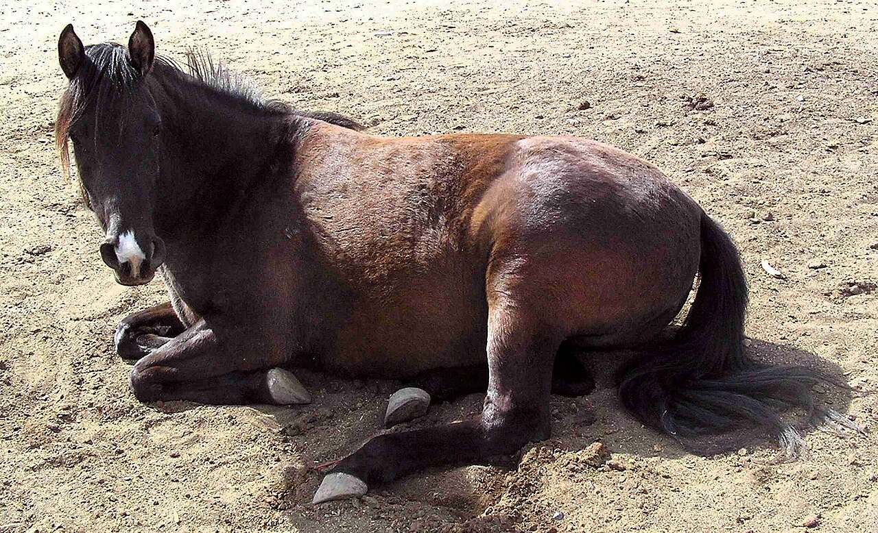 砂地の上で、こげ茶色のウマが脚を折りたたんで腹ばいになり、顔をこちらに向けている