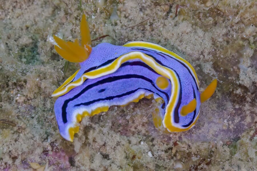 岩の上をはう、青い体に黒い線と黄色いふちどりがあるウミウシ。頭に黄色い触角、背中の後ろに黄色いえらが立っている