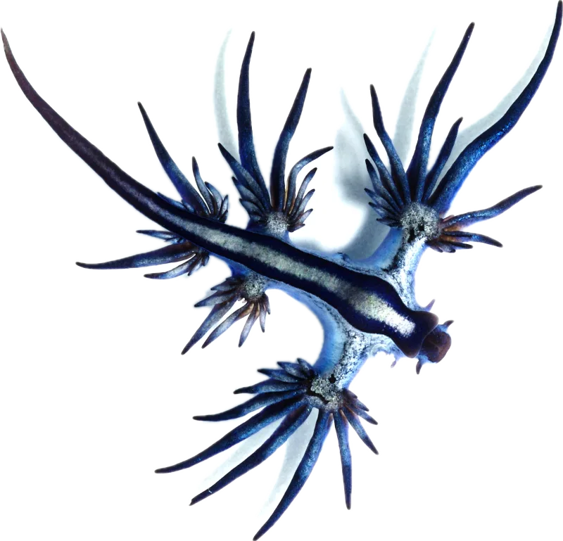 ウミウシ