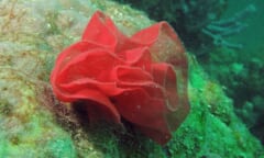 緑色の岩の上に産みつけられた、赤いリボンがうず巻き状に重なってバラの花のように見える卵のかたまり