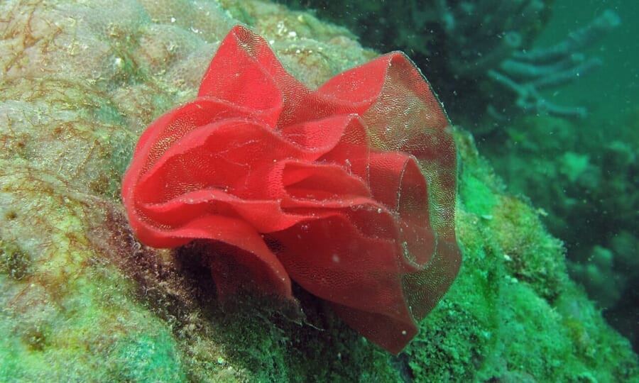 緑色の岩の上に産みつけられた、赤いリボンがうず巻き状に重なってバラの花のように見える卵のかたまり