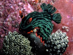 ピンク色の岩の上で、白と黒の模様のホヤの群れに口をつけている、黒っぽい体に緑の模様と赤いふちどりのあるウミウシ