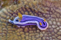 サンゴの上をはう、白いふちどりと黒い線のある青紫色の細長いウミウシ。頭にオレンジ色の触角、背中にオレンジ色の花のようなえらが立っている