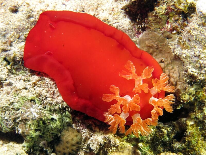 岩の上にいる、赤くて大きな平たい体のウミウシ。体の後ろに、オレンジ色の枝分かれした花のようなえらが開いている