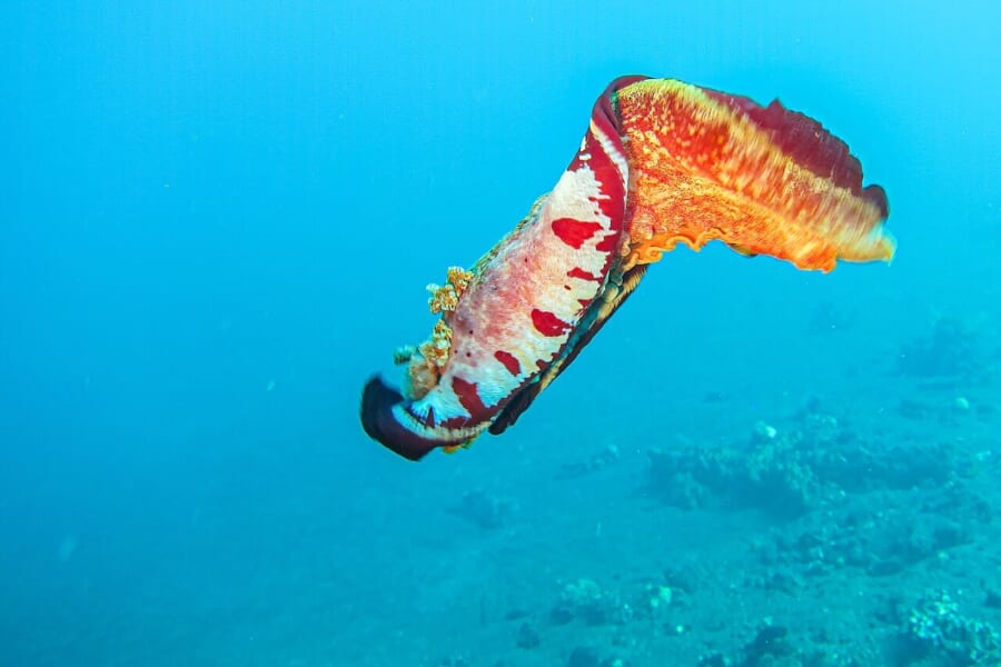 青い海の中で、赤い体のふちを波打たせながら泳ぐ大きなウミウシ