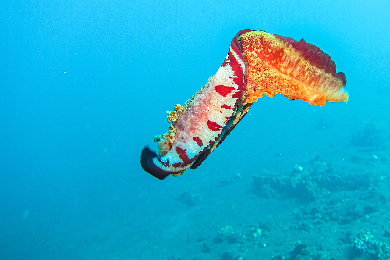 青い海の中で、赤い体のふちを波打たせながら泳ぐ大きなウミウシ