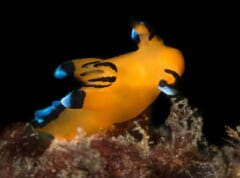 黒い背景の前で、オレンジ色の体から、先が青と黒の突起や触角がのびているウミウシ