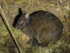 土の地面にうずくまる、耳の短い黒っぽい茶色のウサギ
