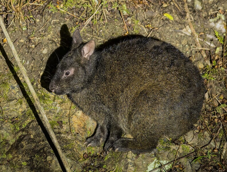土の地面にうずくまる、耳の短い黒っぽい茶色のウサギ