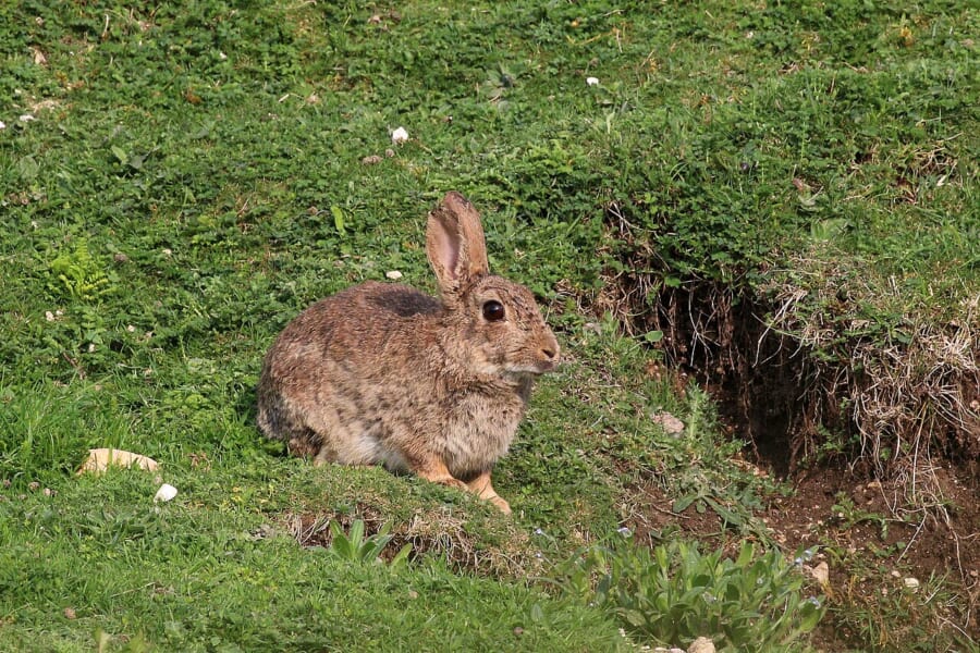草の生えた土手で、土がむき出しになった穴のそばにすわる茶色のウサギ