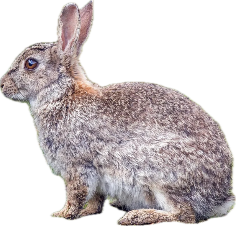 ウサギ