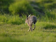 緑の草地を、耳を立てて向こうへ走っていく茶色のノウサギ