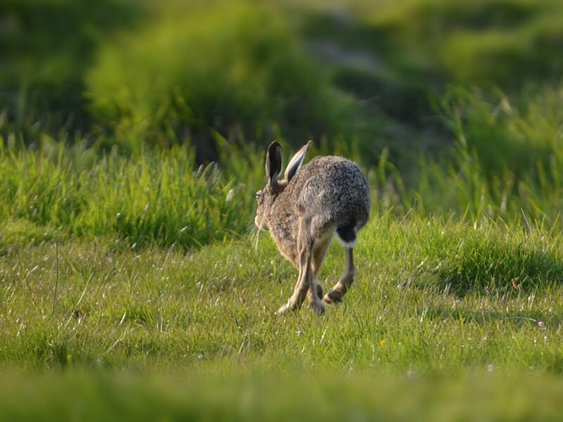 緑の草地を、耳を立てて向こうへ走っていく茶色のノウサギ