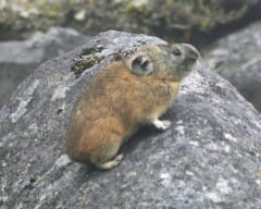 灰色の岩の上にいる、丸く短い耳と茶色の毛をもつ小さな動物