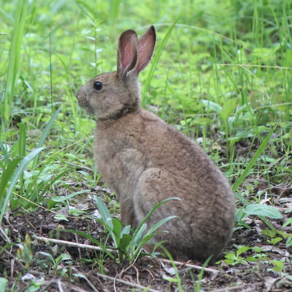 緑の草の中で、耳を立ててすわる茶色の毛のノウサギ