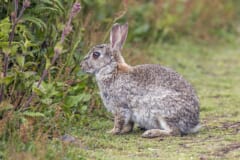 草の生えた地面に横向きにすわる、茶色と灰色のまじった毛のウサギ