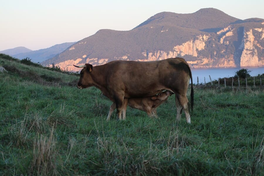 海と山が見える草地で、茶色の母ウシのおなかの下にもぐって乳を飲む子ウシ