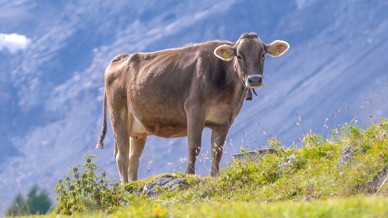 山の斜面を背に、草の生えた岩場の上に立ち、こちらを見ている茶色のウシ