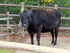 木の柵の前に立ち、鼻に輪をつけた黒いウシ