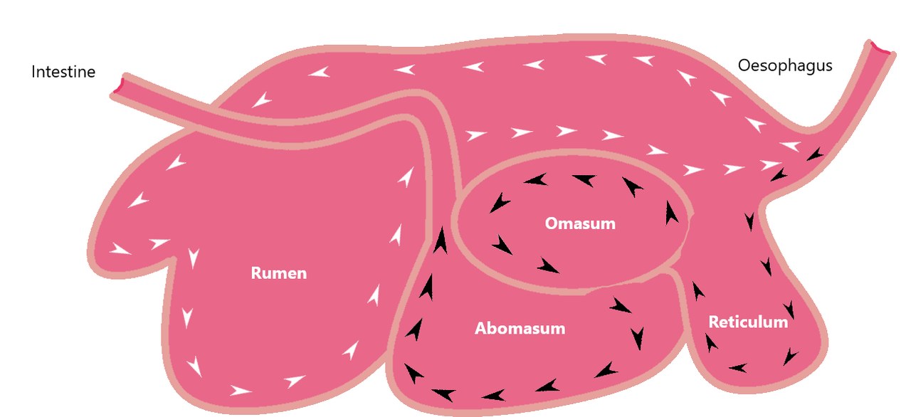 食道から腸までつながった、ピンク色の4つの部屋の図。矢印で食べものの流れが示されている