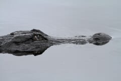 静かな水面から、目と鼻先と頭の上側だけを出しているアメリカアリゲーター