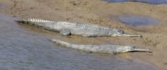 川の浅瀬の砂の上に並んで横たわる、口先がとても細長い2頭のインドガビアル