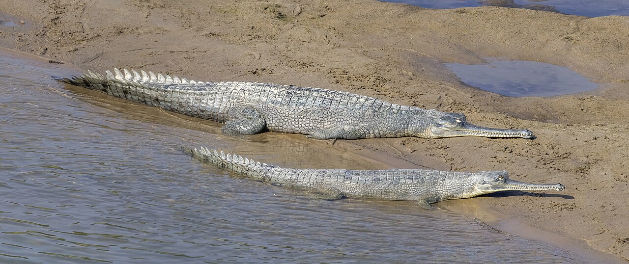 川の浅瀬の砂の上に並んで横たわる、口先がとても細長い2頭のインドガビアル