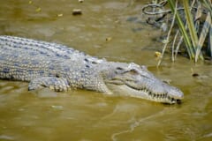 にごった水の岸辺で、体を半分水につけて横たわるイリエワニ