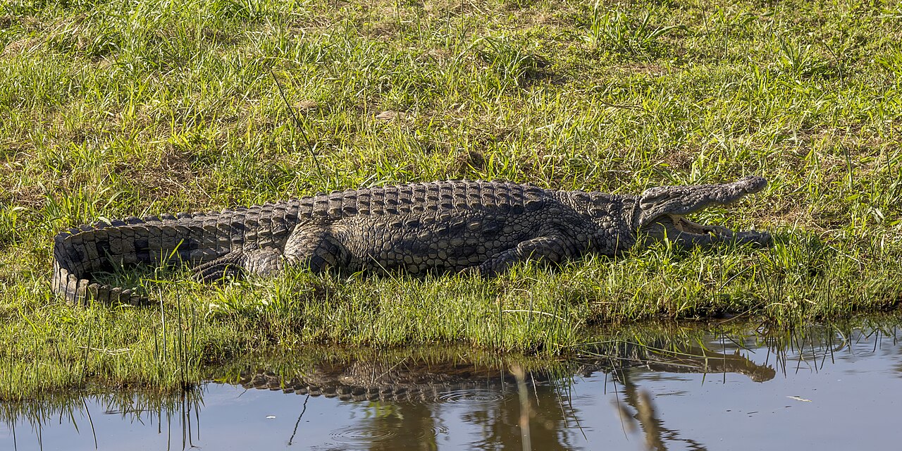 水辺の草地に、長い尾を曲げて腹ばいになっている、黒っぽいナイルワニの全身