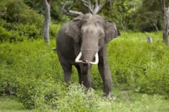 緑の草むらに立ち、白い牙を前に出してこちらを向く、耳の小さなアジアゾウ