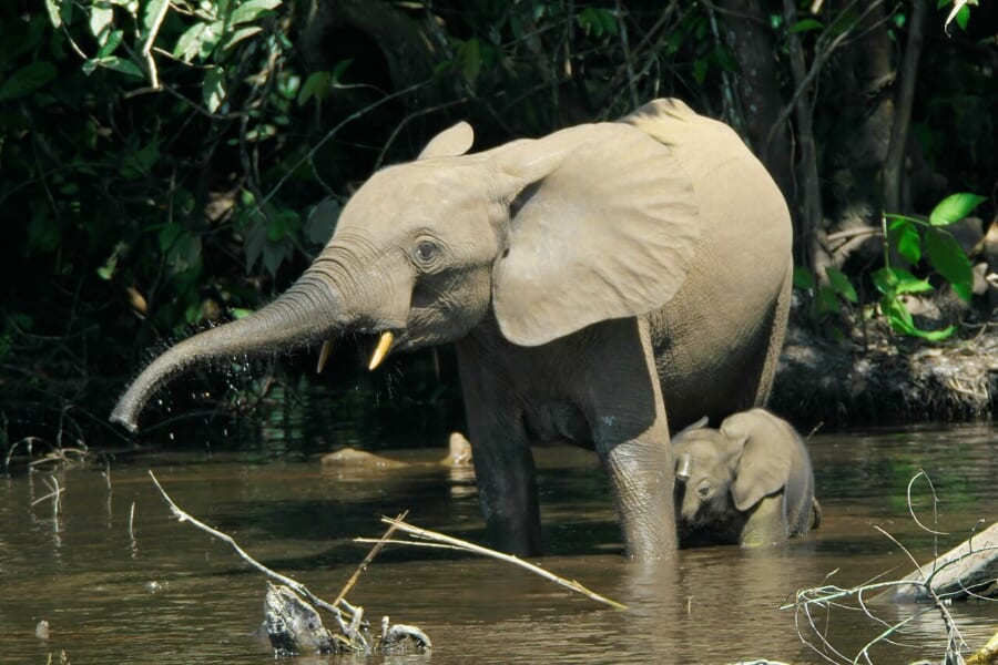 森にかこまれた浅い水の中に立つ、まっすぐな牙のゾウと、そのそばの子ゾウ
