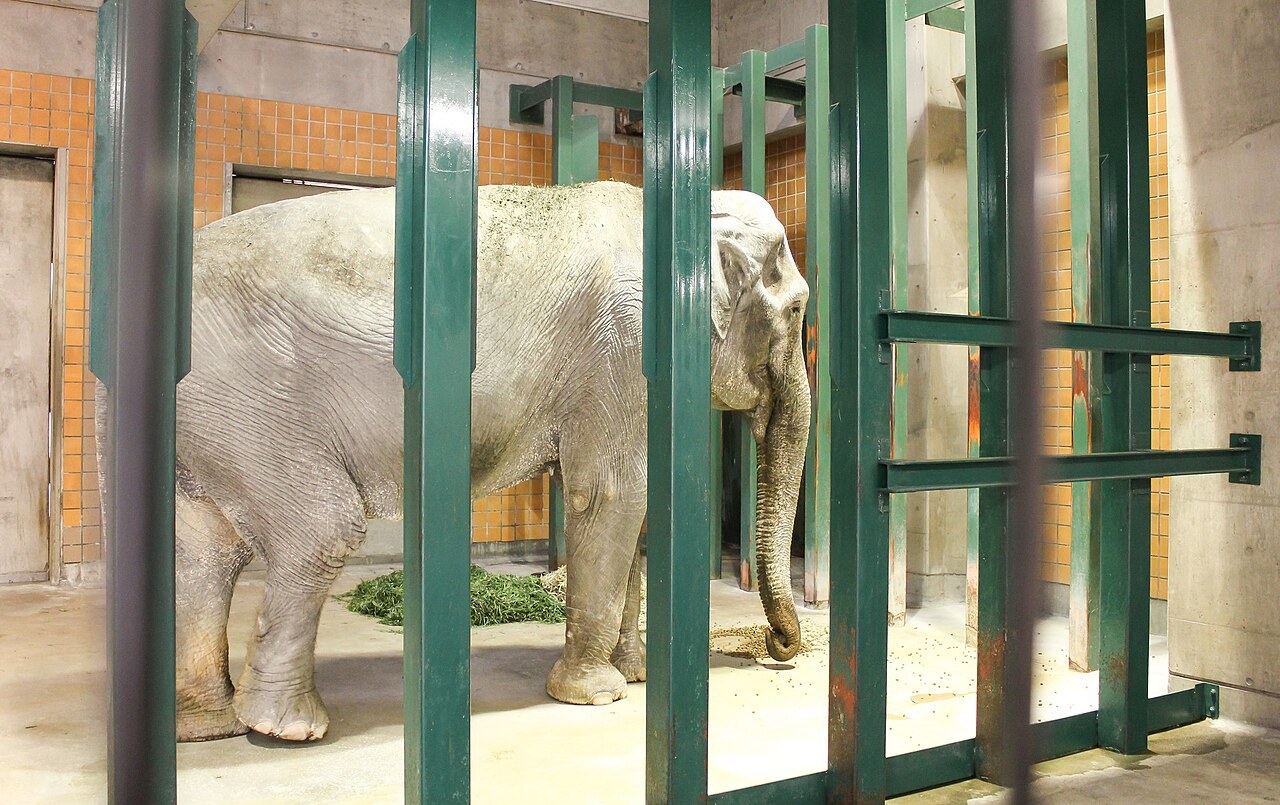 動物園のゾウ舎の中、緑色の柵の向こうに立つ、灰色の年老いたゾウ