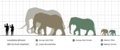 方眼の上に、2人の人のシルエットと、大きさのちがう何頭ものアフリカゾウのシルエットがならんだ図