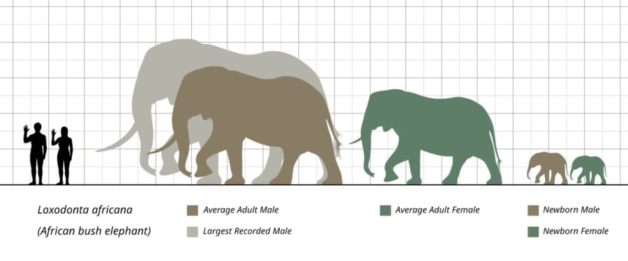方眼の上に、2人の人のシルエットと、大きさのちがう何頭ものアフリカゾウのシルエットがならんだ図