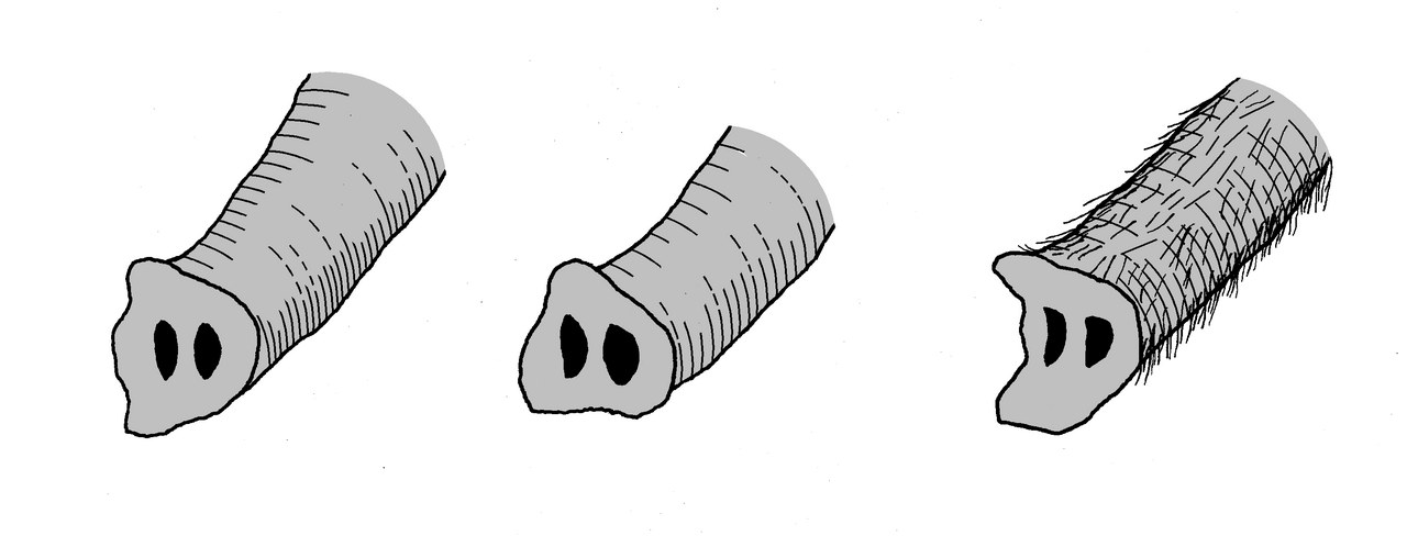 灰色で描かれた3本のゾウの鼻先。鼻の穴が2つずつ見え、先にある突起の数や形がちがう