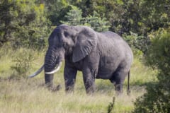 草原の中で、長く白い牙を前につき出して横向きに立つアフリカゾウ