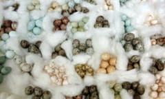 鳥の卵の色が豊富すぎる謎、新しい研究で判明するの画像 1/3