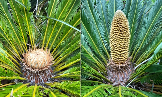 ある植物が6000万年ぶりに復活  温暖化の影響か