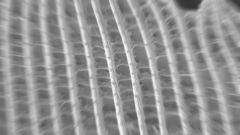 なぜ青い生物は少ないのか？の画像 9/25