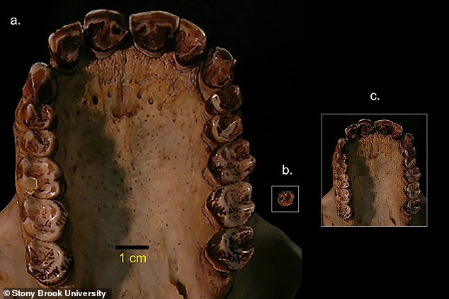 「猫よりも小さい」世界最小の類人猿の化石を発見。1,250万年前に存在