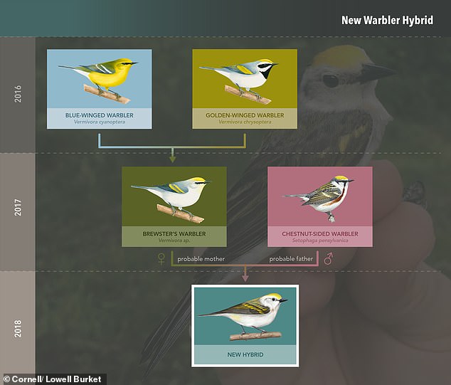 「3種」交配した新種のハイブリッド鳥がペンシルベニアで発見される