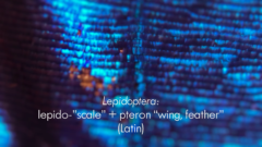 なぜ青い生物は少ないのか？の画像 4/25