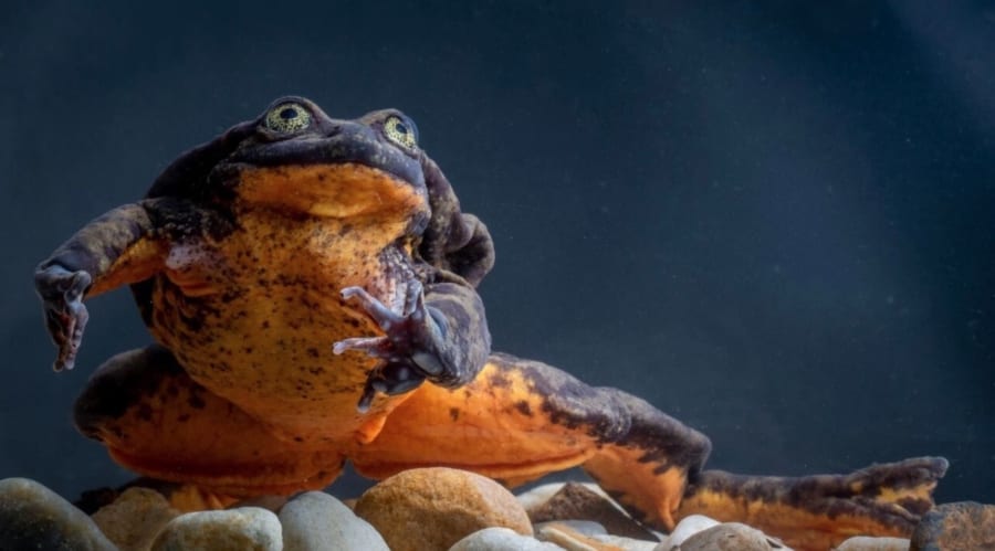 世界一孤独な絶滅寸前のカエル「ロミオ」くん、ついに運命の相手「ジュリエット」を発見！