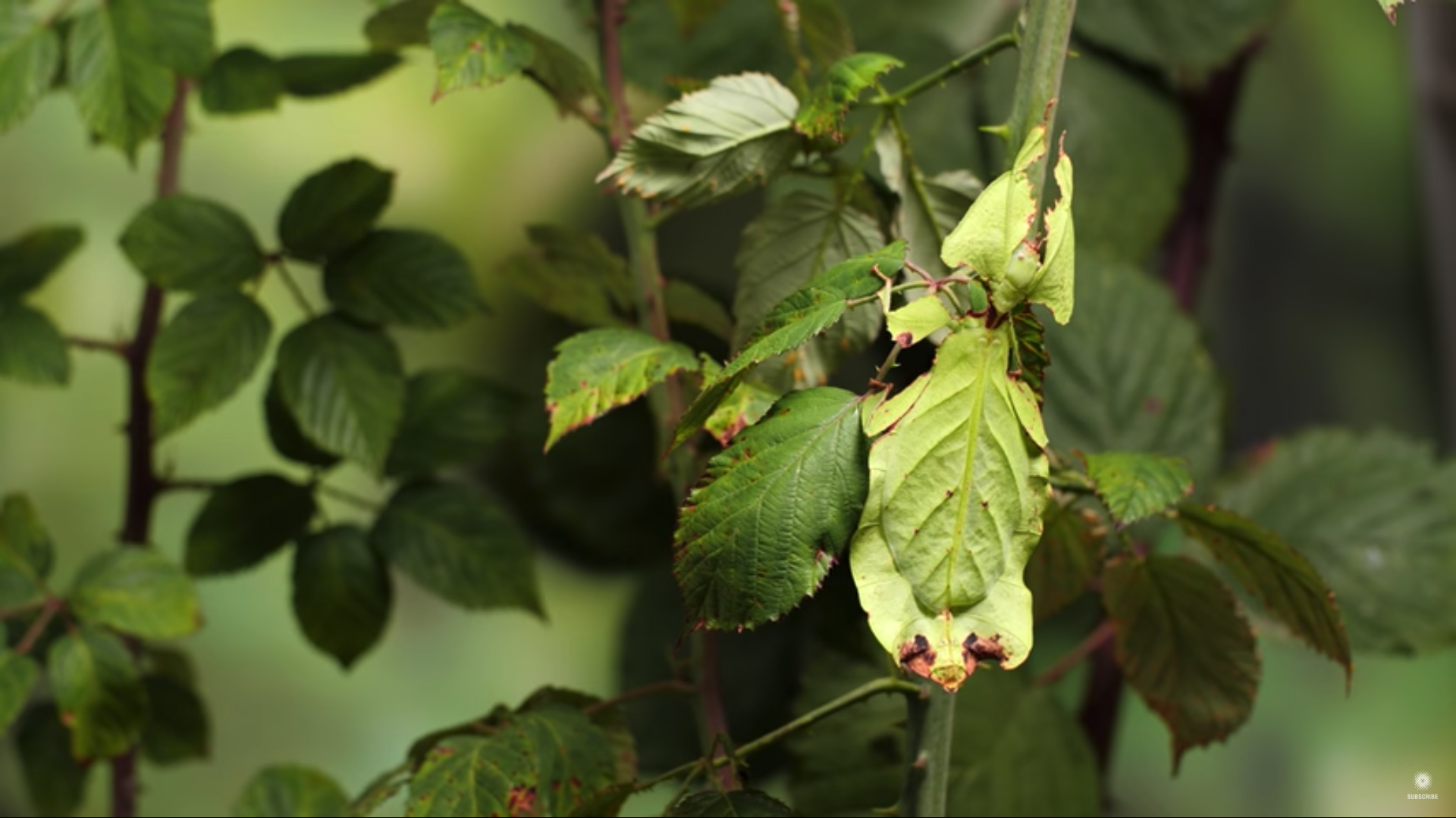 葉の「枯れ具合」まで完全擬態する昆虫のスペックがスゴイの画像 1/9
