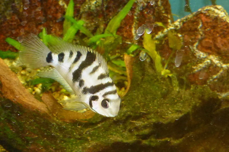 魚も失恋すると悲しむことが研究で発覚